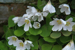 Oxalis acetosellaWitte klaverzuring bestellen